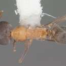 Image of Dorymyrmex flavopectus Smith 1944