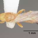 Image of Pseudomyrmex leptosus Ward 1985