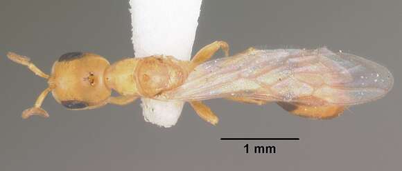 Image of Pseudomyrmex leptosus Ward 1985