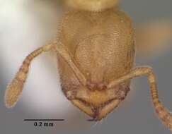 Image of Ant