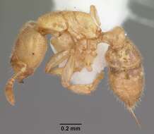 Image of Ant