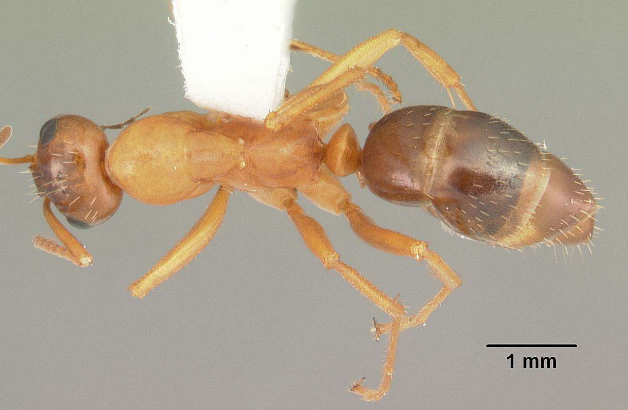 Image of Formica pallidefulva Latreille 1802