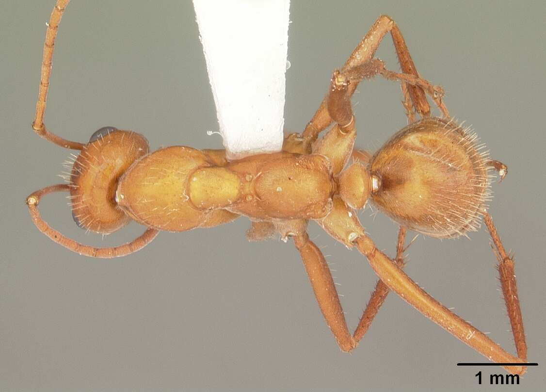Image of Formica dolosa