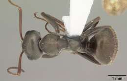 Image of SIlky Ant