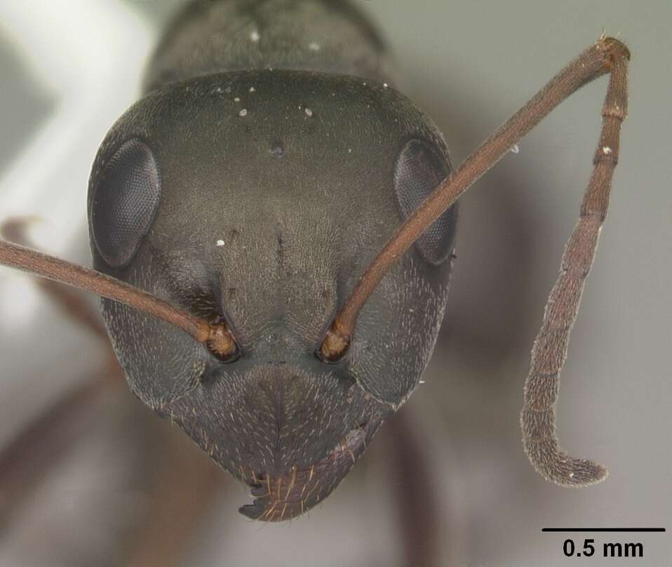 Image of SIlky Ant