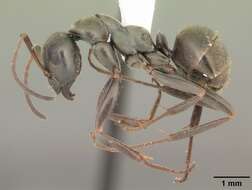 Image of SIlky Ant