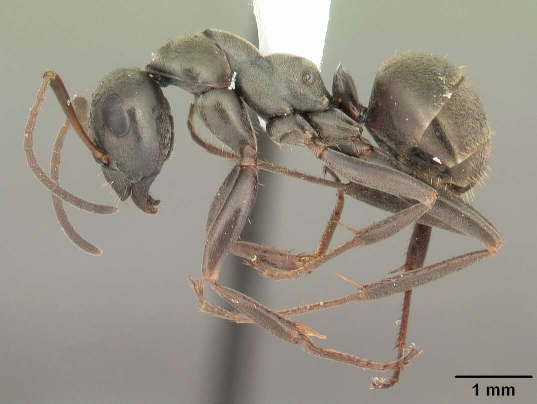 Image of SIlky Ant