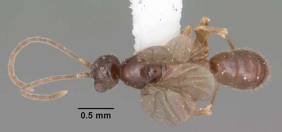 Image of Hypoponera inexorata (Wheeler 1903)