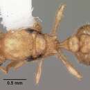 Image de <i>Temnothorax allardycei</i>