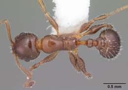 Image of <i>Temnothorax pergandei</i>