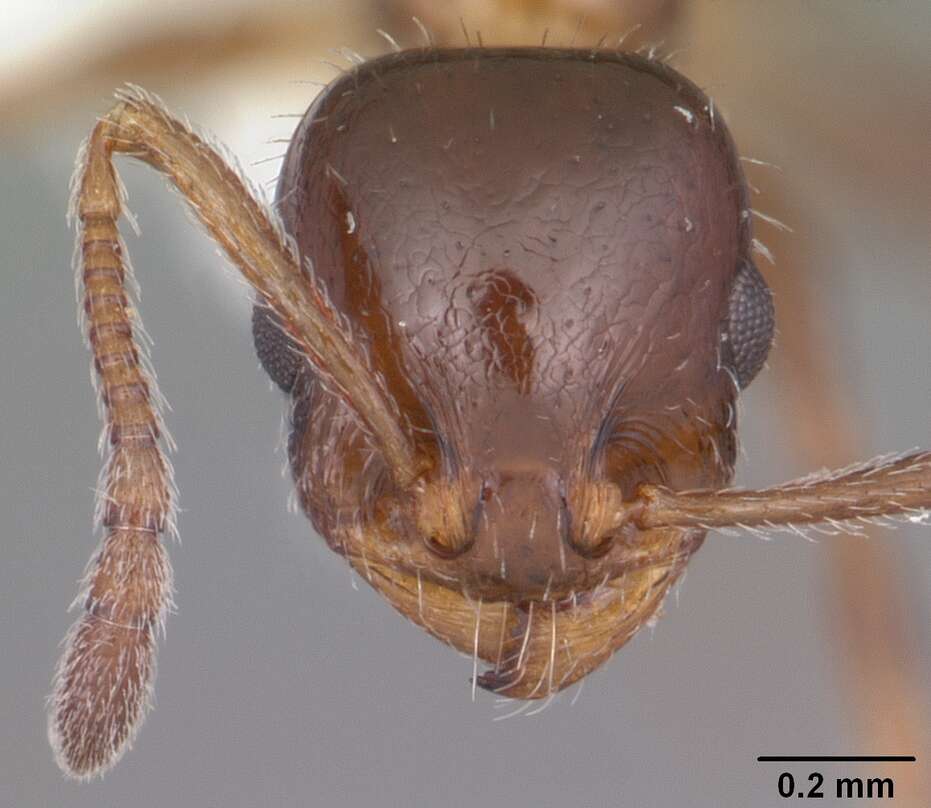 Image of <i>Temnothorax pergandei</i>