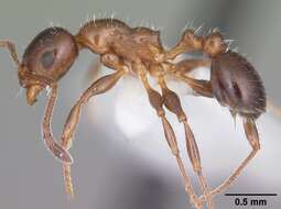 Image of <i>Temnothorax pergandei</i>