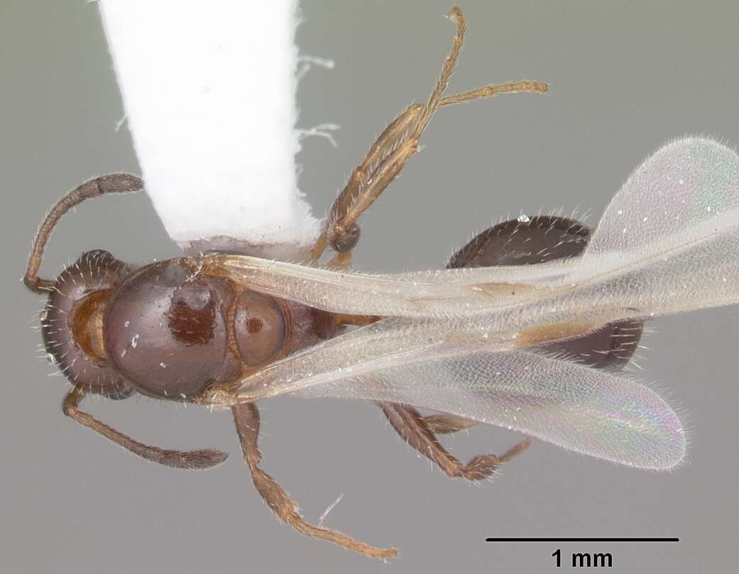 Image of <i>Temnothorax pergandei</i>