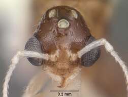 Image of <i>Temnothorax pergandei</i>