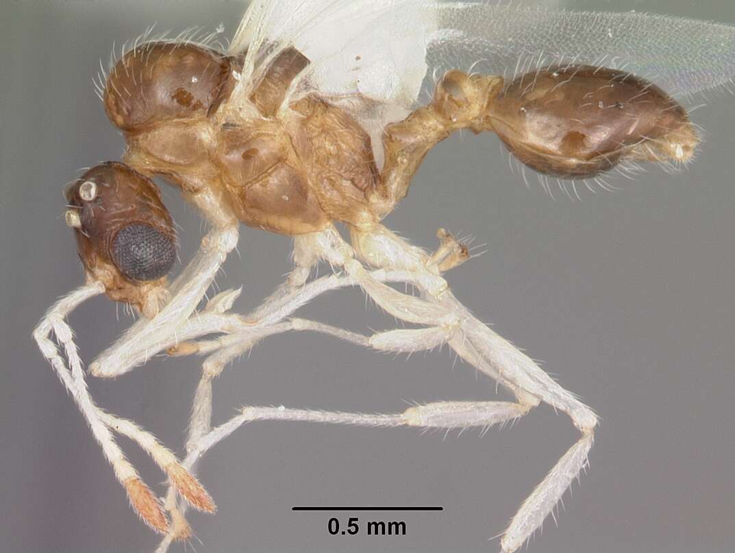 Image of <i>Temnothorax pergandei</i>