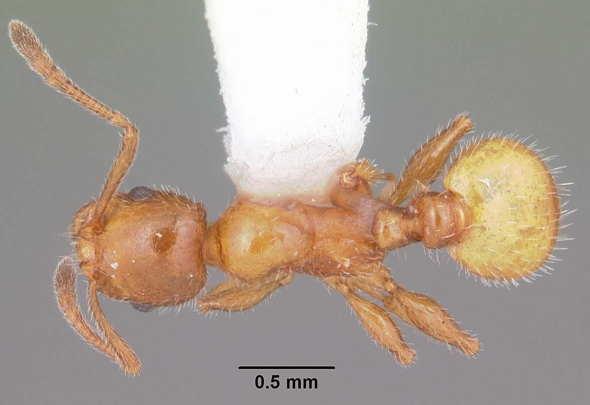 Image of <i>Temnothorax pergandei</i>