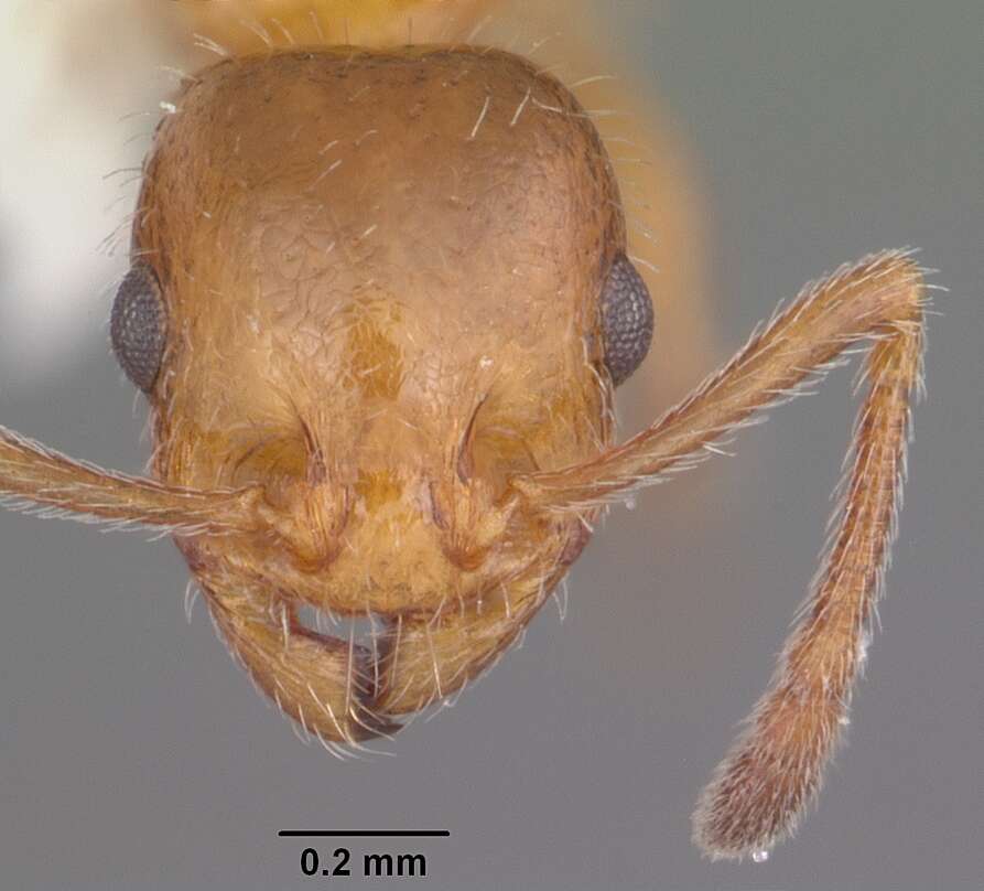 Image of <i>Temnothorax pergandei</i>