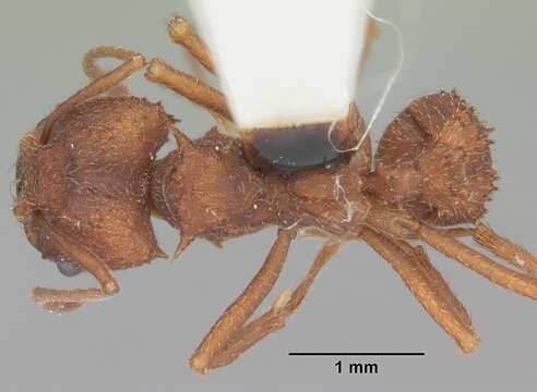 Image of Acromyrmex versicolor (Pergande 1894)