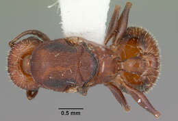 Image de <i>Temnothorax smithi</i>