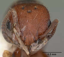 Image de <i>Temnothorax smithi</i>