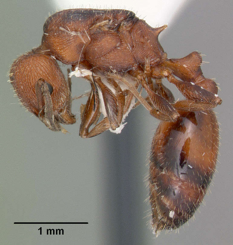 Image de <i>Temnothorax smithi</i>