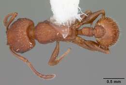 Image de <i>Temnothorax smithi</i>