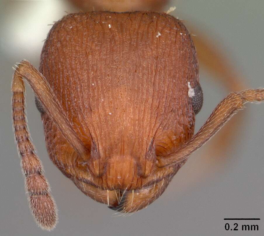 Image de <i>Temnothorax smithi</i>