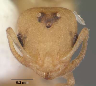 Image of Myrmicinae