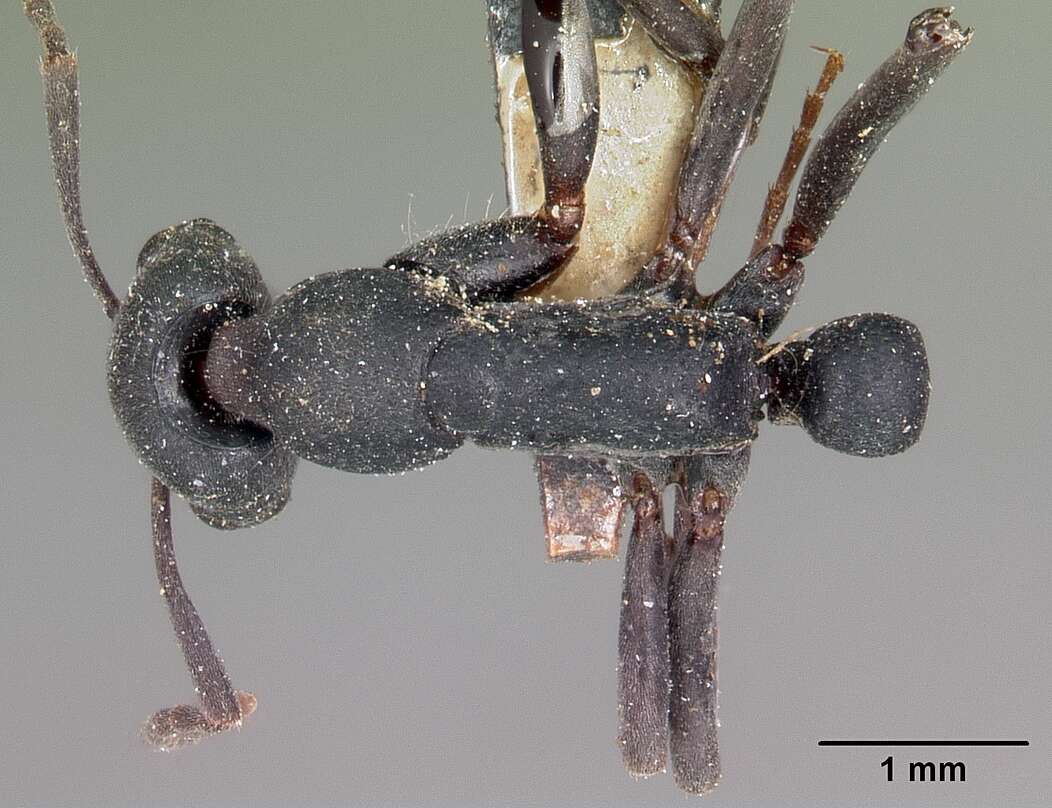 Image of Ant