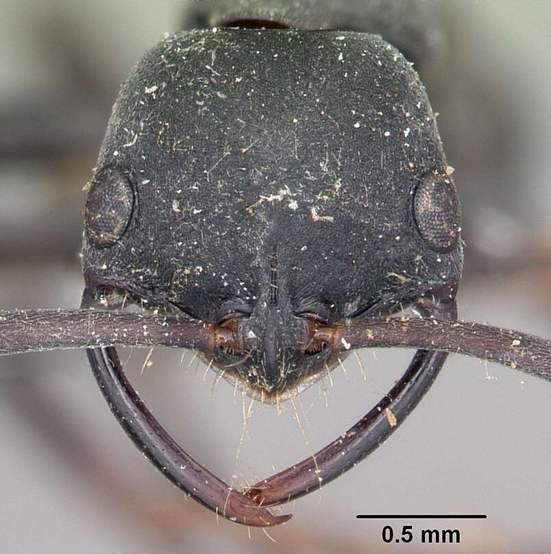 Image of Ant