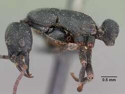 Image of Ant