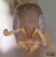 Image de Pseudomyrmex cubaensis (Forel 1901)