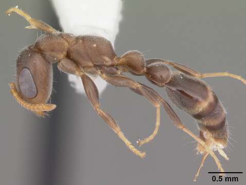 Imagem de Pseudomyrmex cubaensis (Forel 1901)