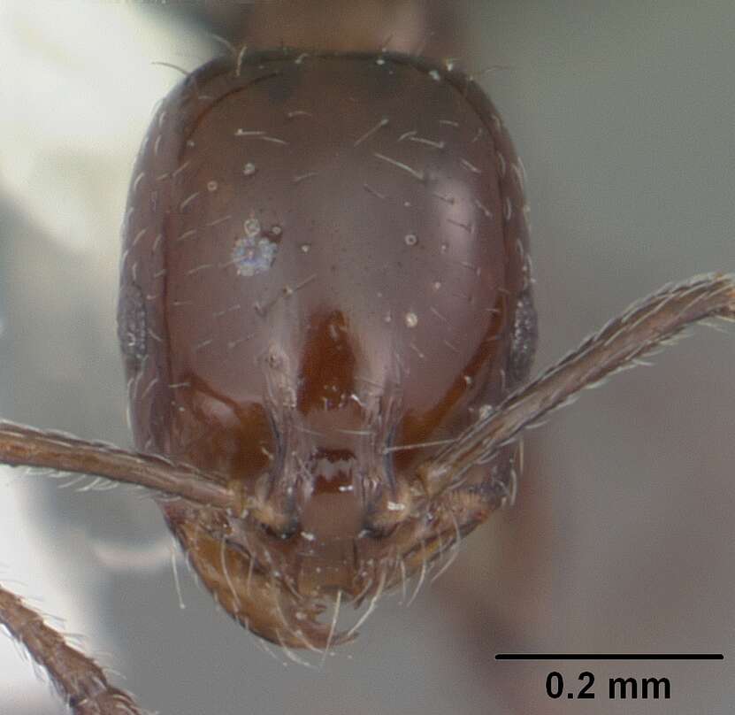 Image of Ant