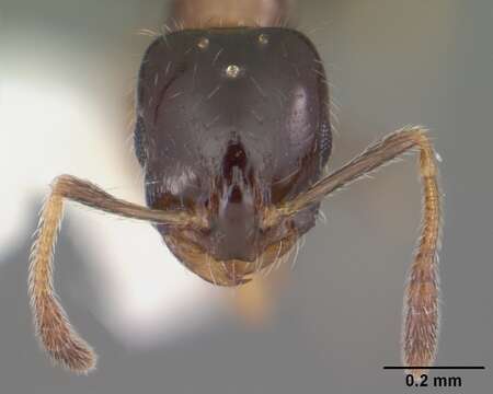 Monomorium floricola (Jerdon 1851) resmi