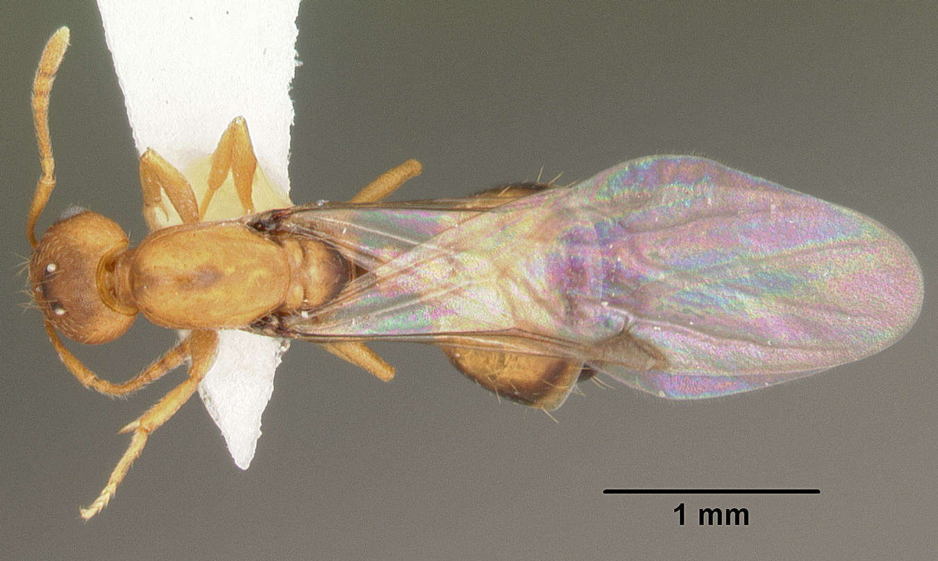 Image of Pharaoh ant