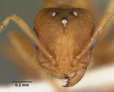 Image of Pharaoh ant