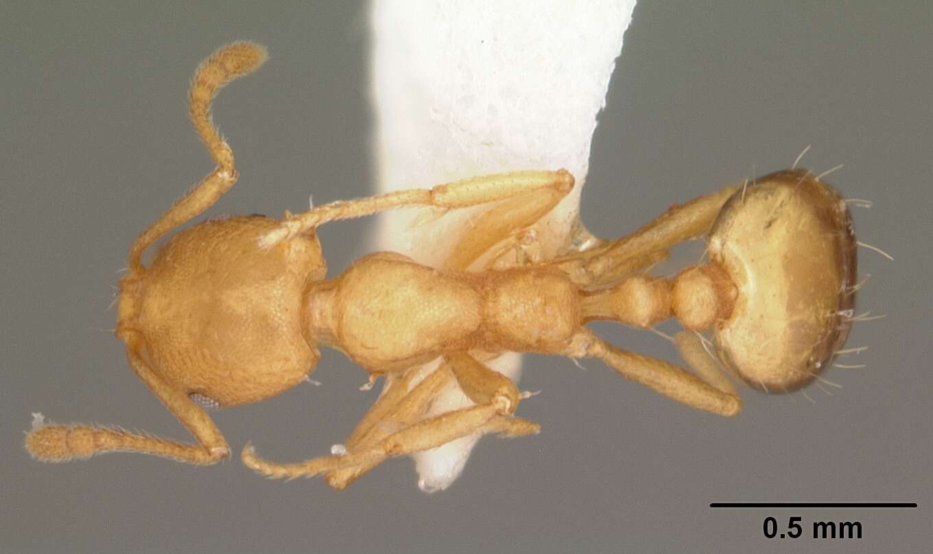 Image of Pharaoh ant