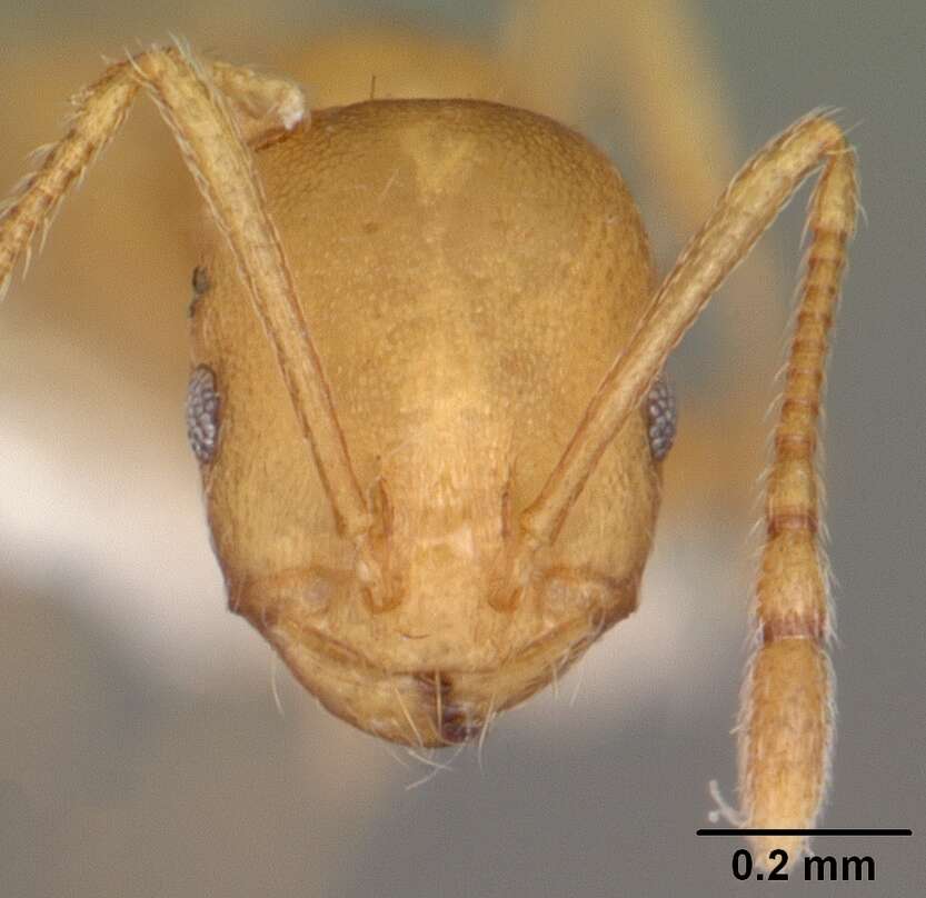 Image of Pharaoh ant