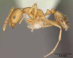 Image of Pharaoh ant