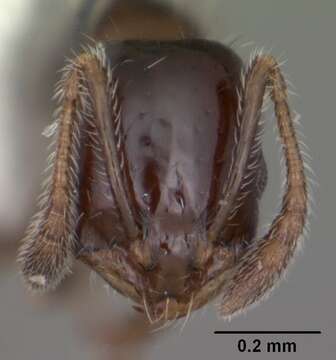 Image of Monomorium trageri Du Bois 1986