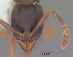 Image of Ant