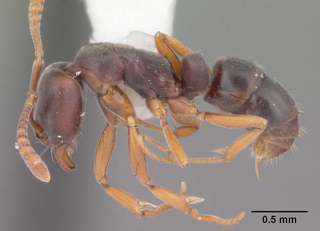 Hypoponera opaciceps (Mayr 1887) resmi