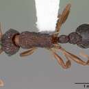 Imagem de Myrmica punctiventris Roger 1863