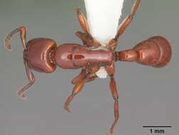 Image of Centromyrmex bequaerti (Forel 1913)