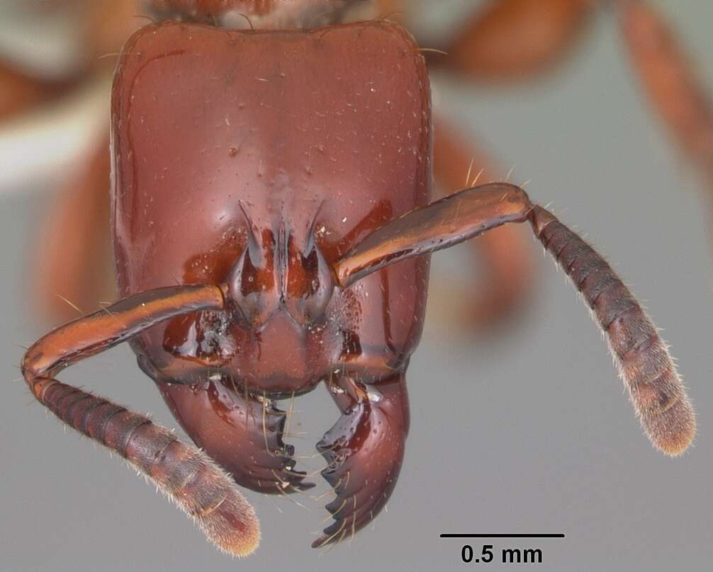 Image of Centromyrmex bequaerti (Forel 1913)