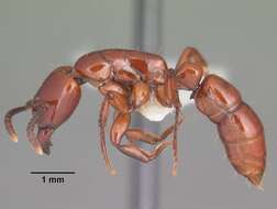 Image of Centromyrmex bequaerti (Forel 1913)