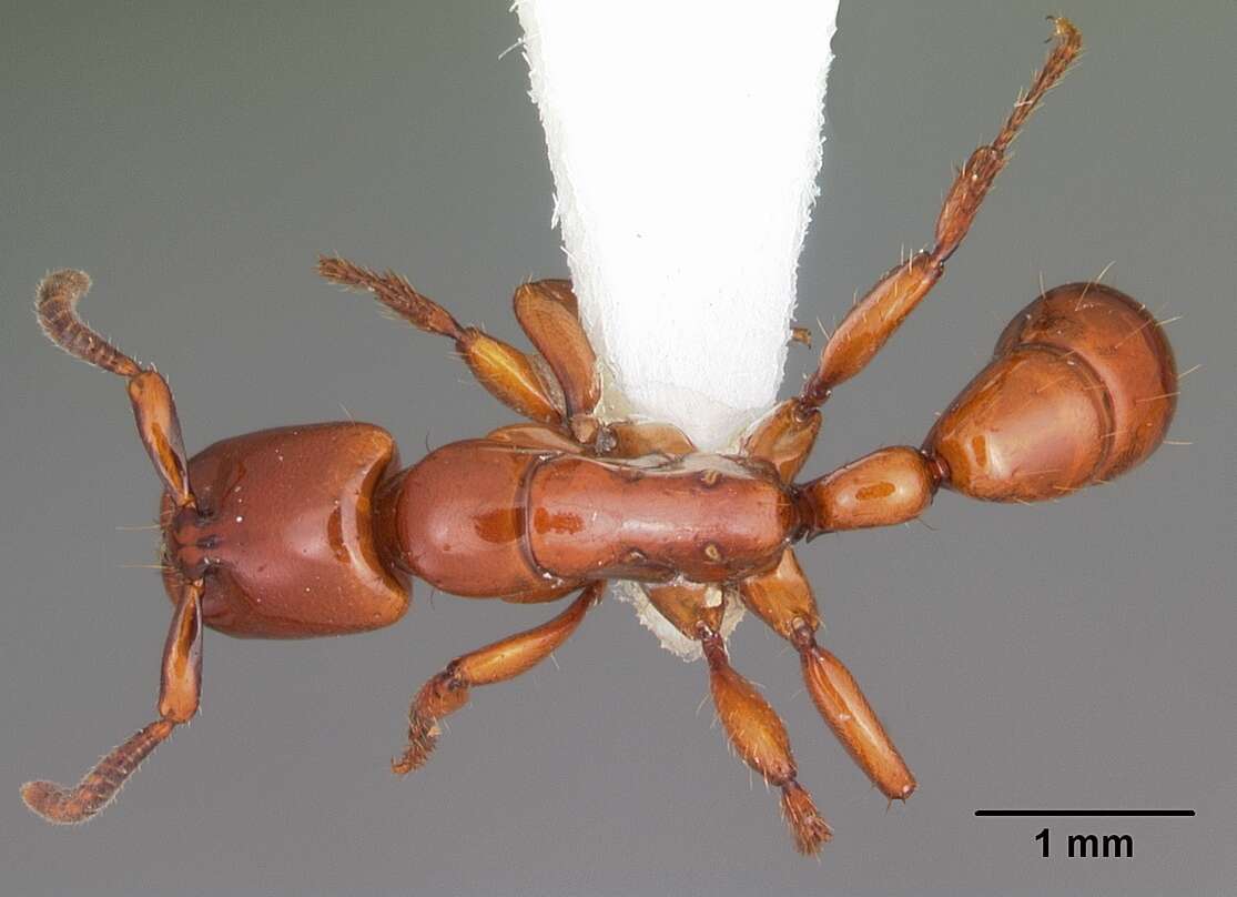 Image of Centromyrmex bequaerti (Forel 1913)