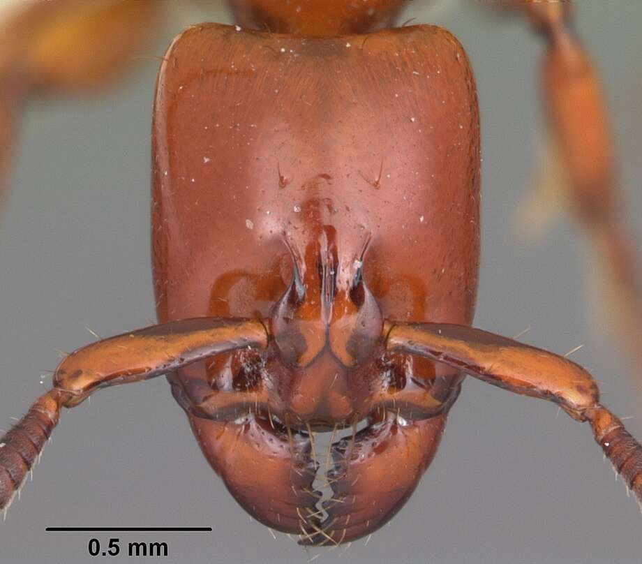Image of Centromyrmex bequaerti (Forel 1913)