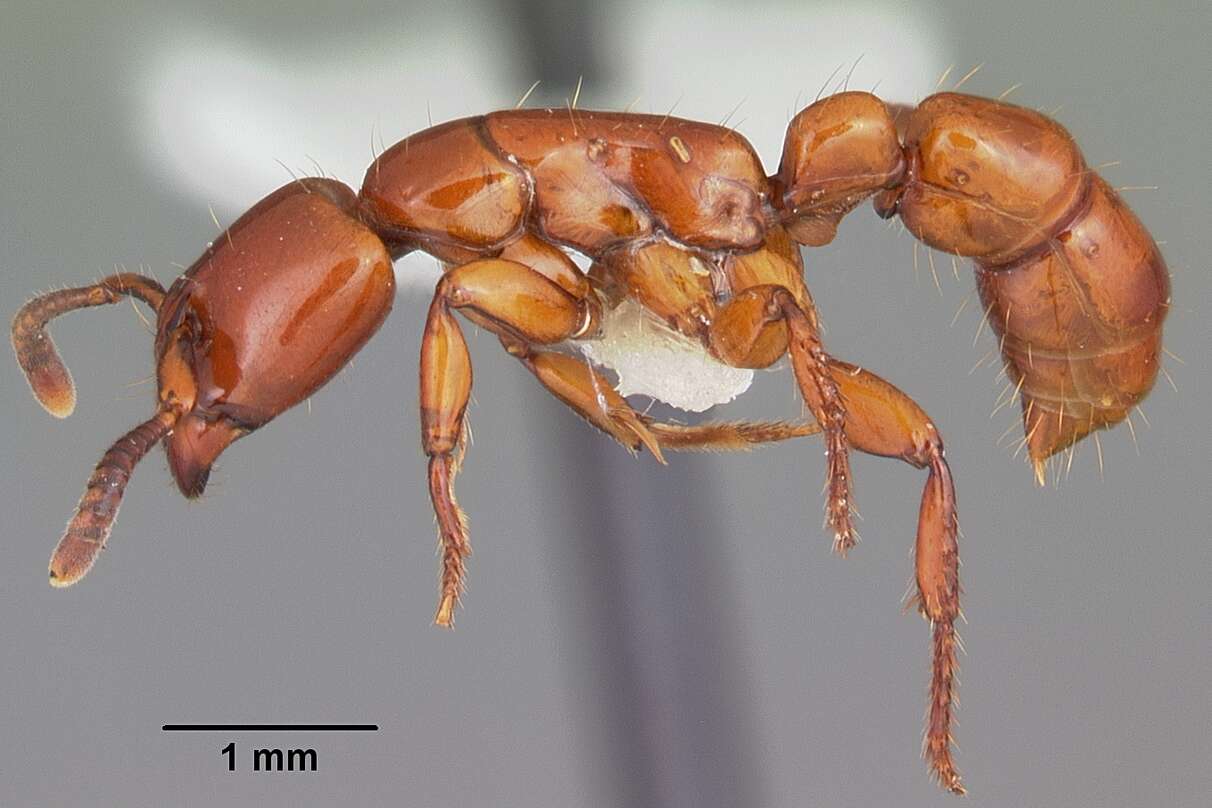 Image of Centromyrmex bequaerti (Forel 1913)